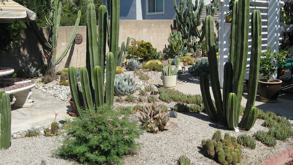 Nancy Brinkleys plants